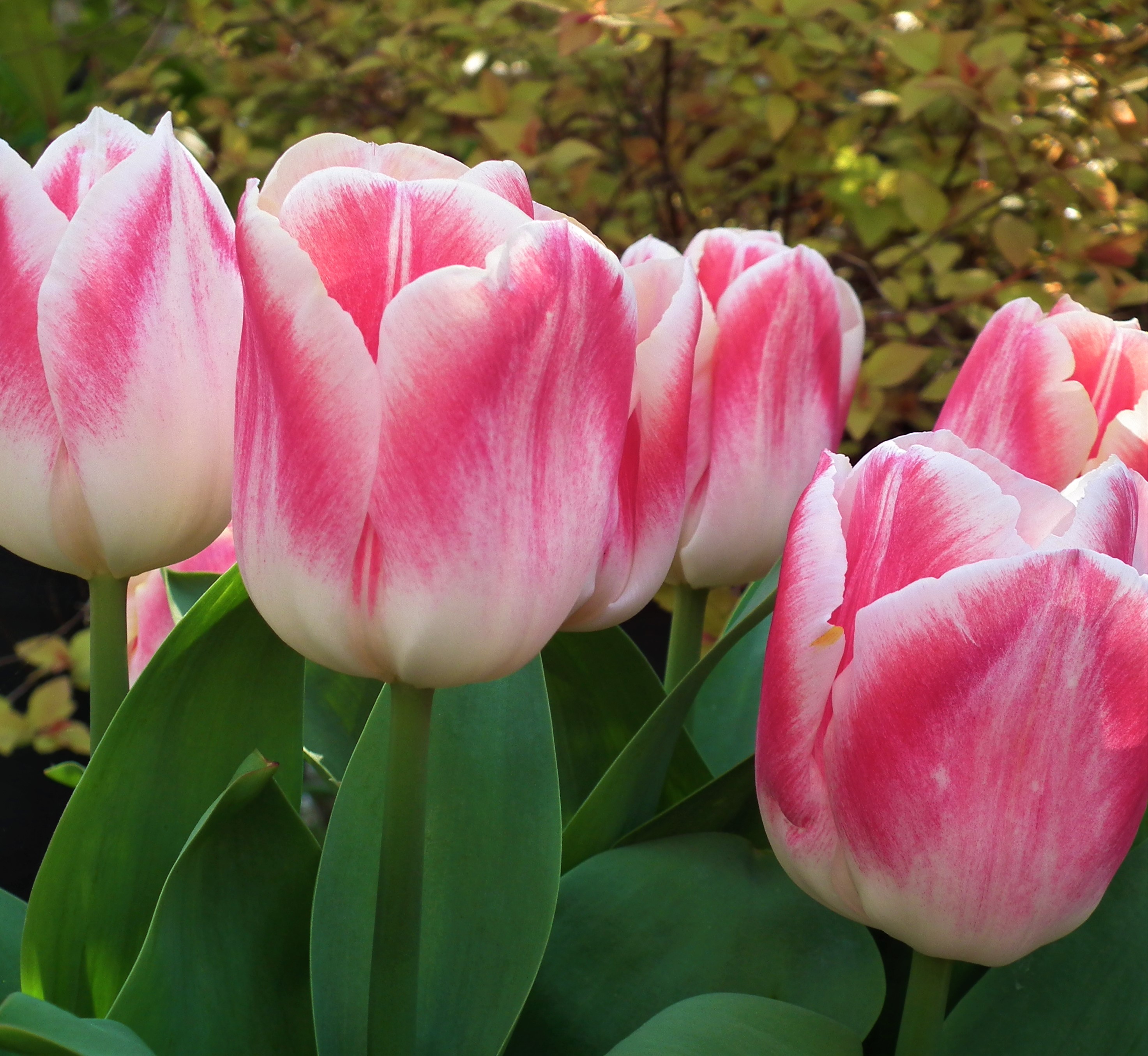 Tulip Ganders Rhapsody